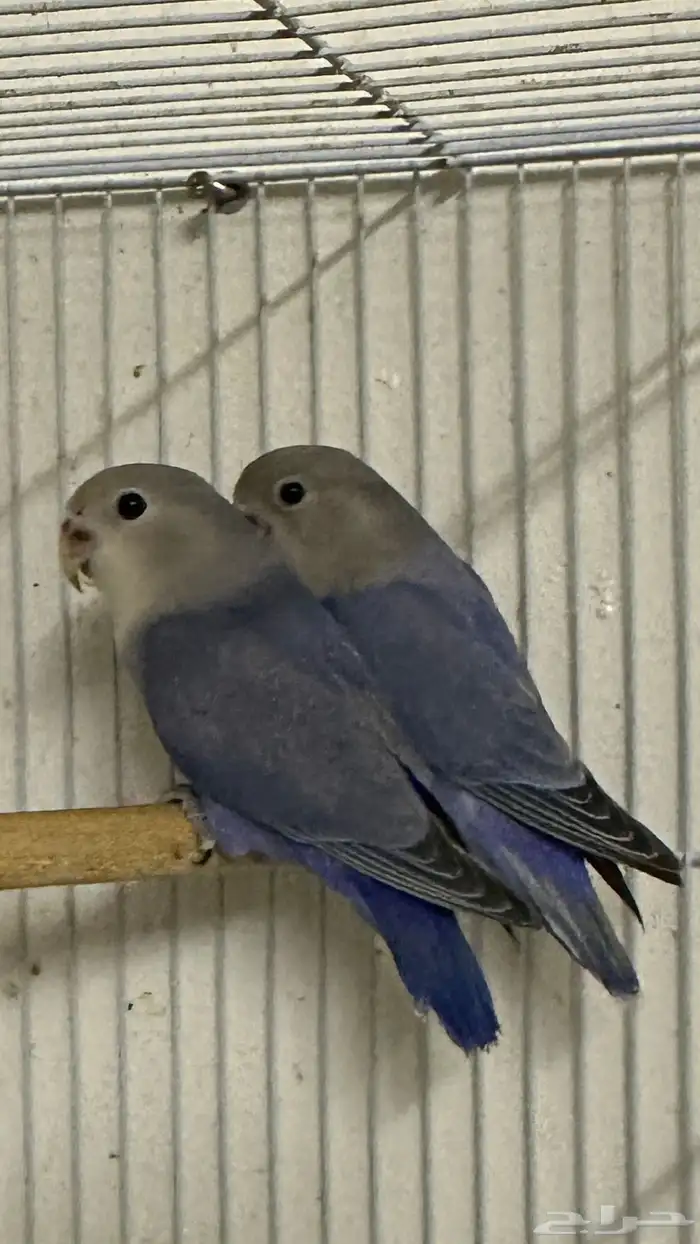 طيور روز للبيع 1