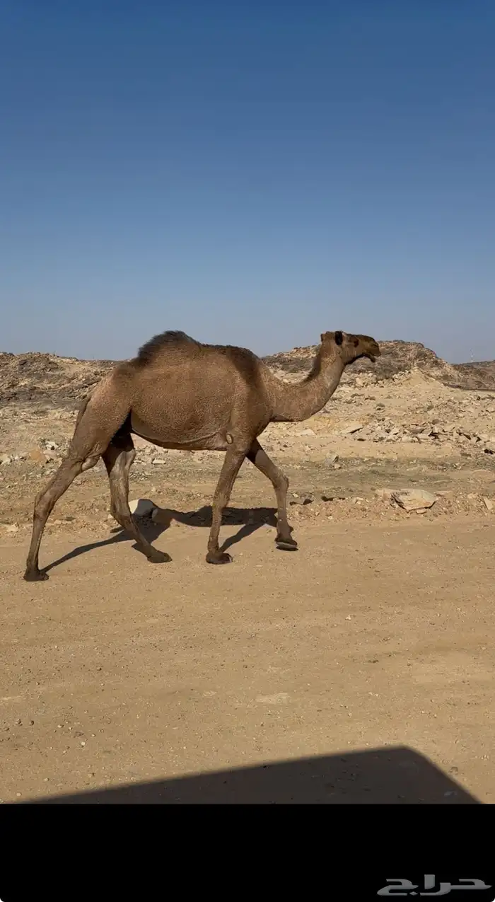 ضروبه صفرا طيبه 0