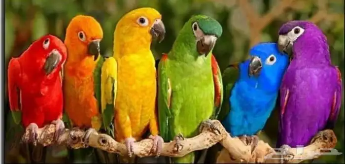 فندقة طيور ببغاوات ببغاء 0