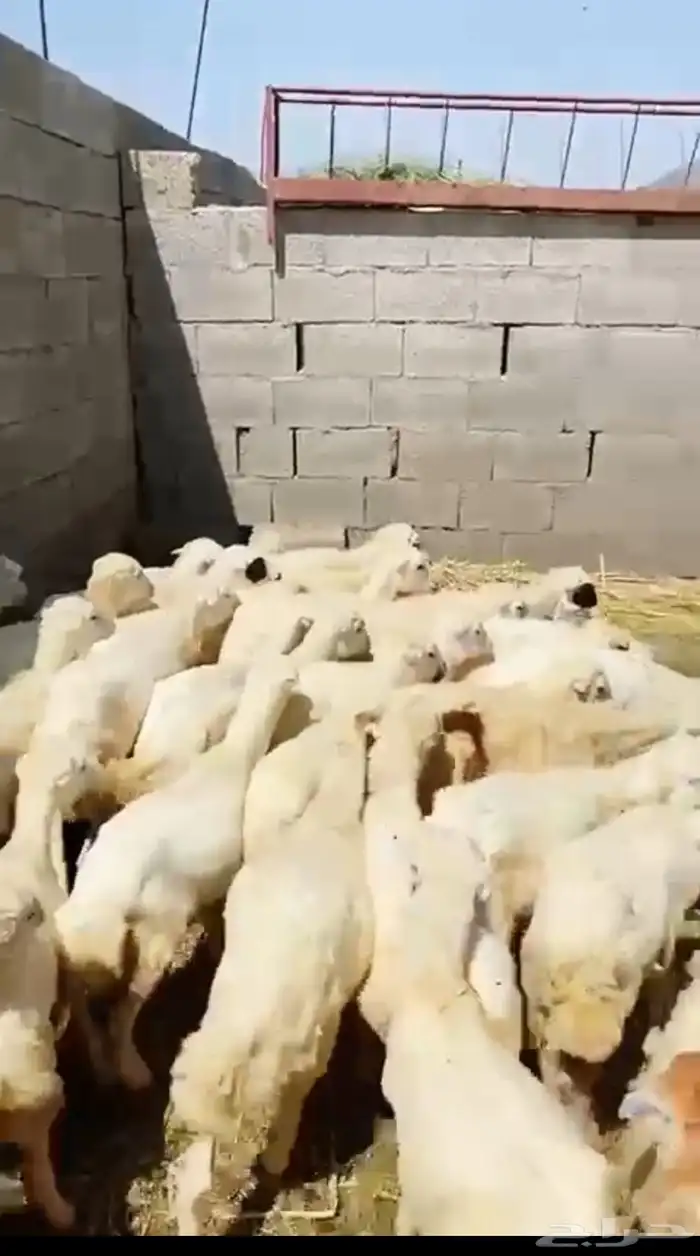 رخال رفيذيه 4