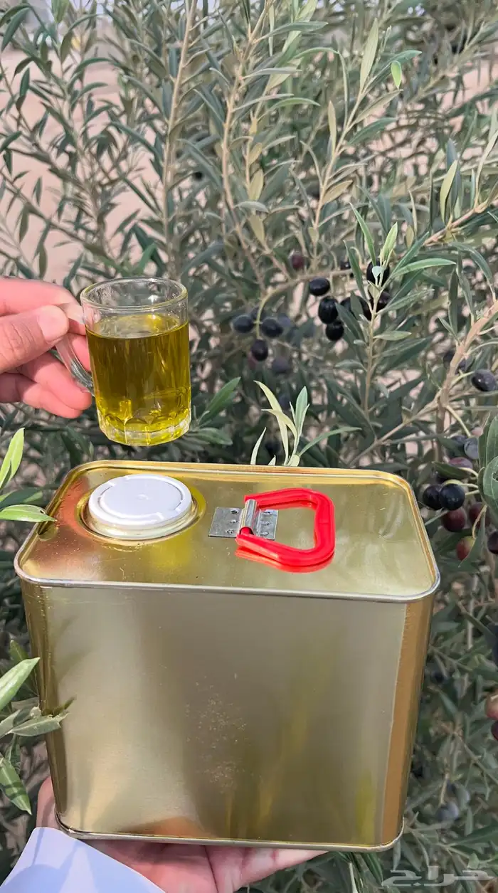 زيت زيتون عصرة اولى شرط 1
