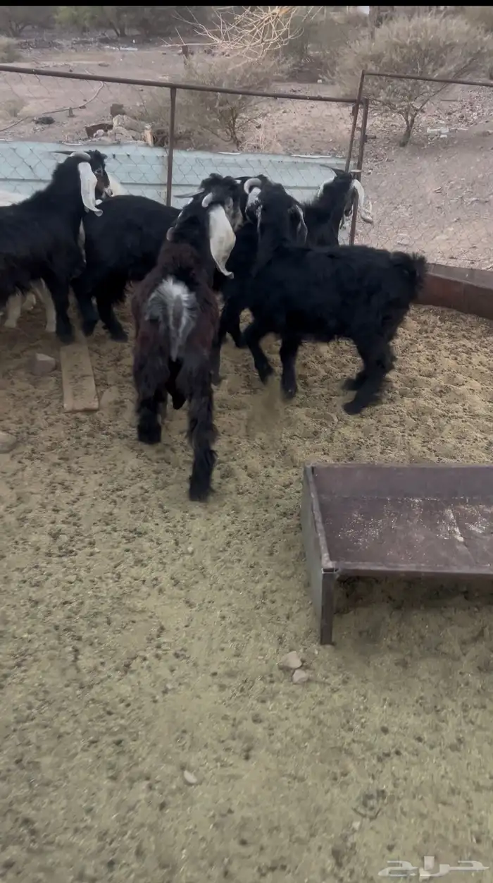 تيوس مخاصي وتيوس صغار 4