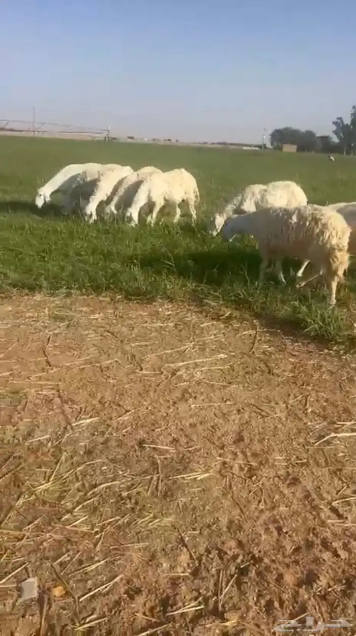 غنم 0