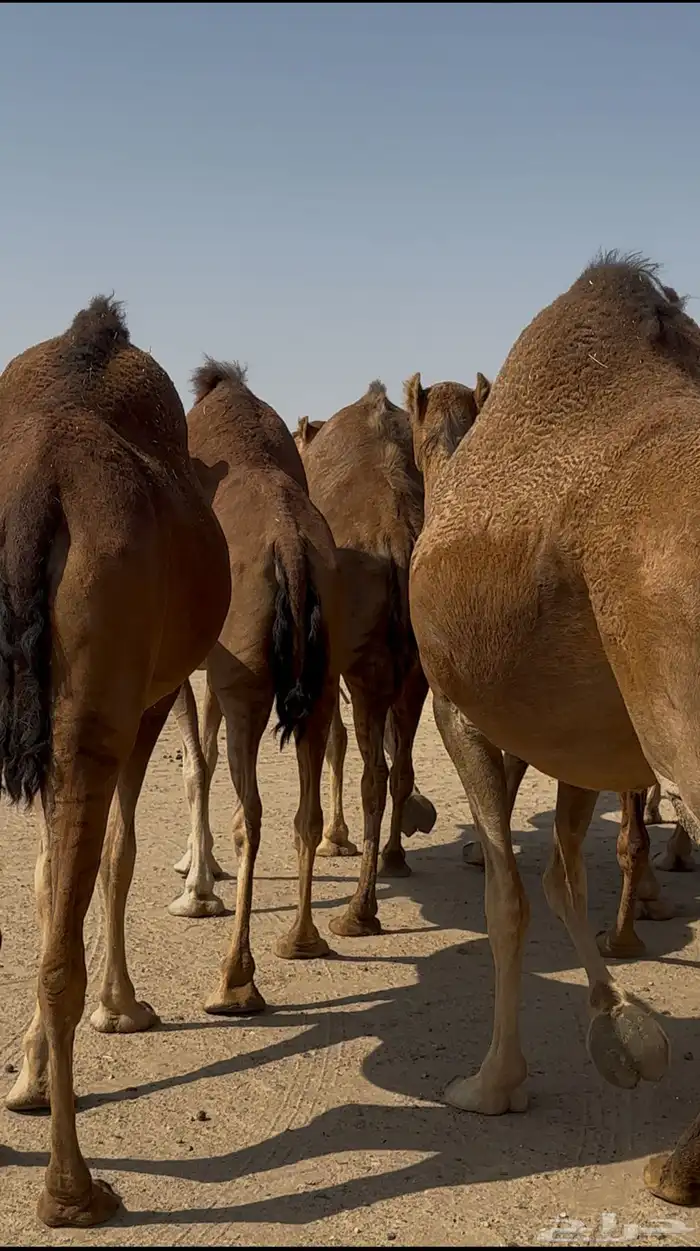 ابل للبيع سواحل العدد10 2