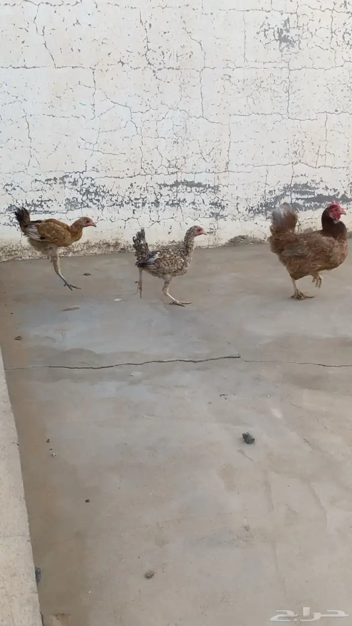 دجاجة 9