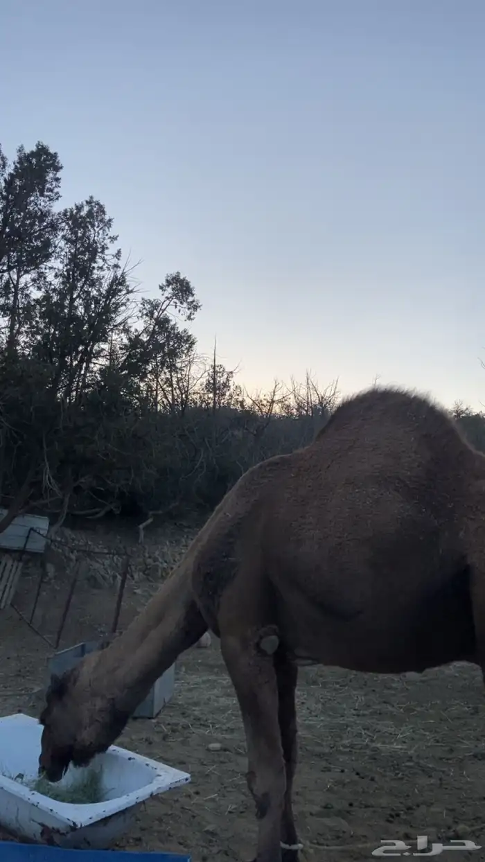 بعير اصفر للبيع 1