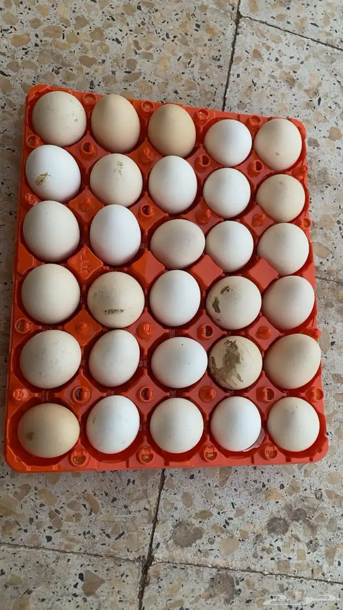 دجاج للبيع بلدي 2