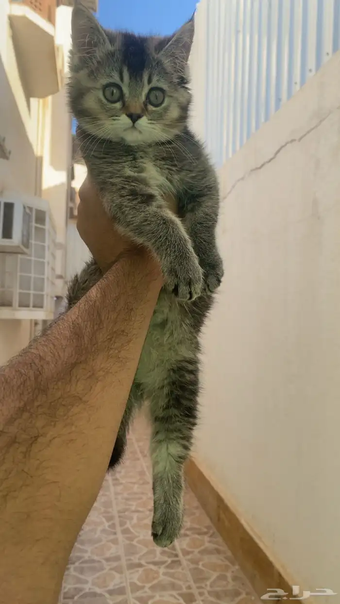 سكوتش استريت كيتن 1