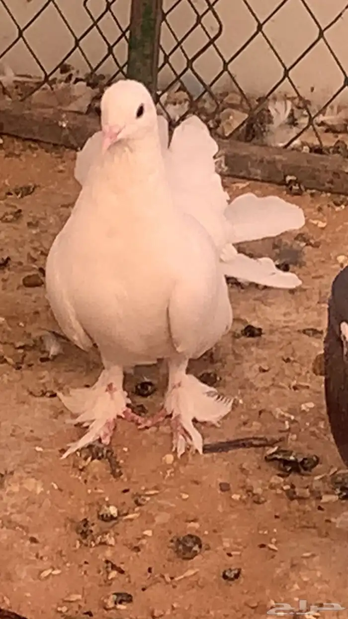 سلام عليكم ورحمة الله وبركاته البيع الحمام عل سوم 0