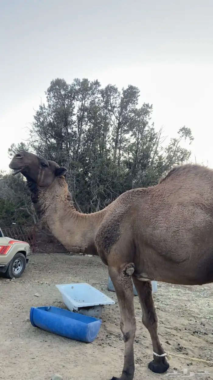 بعير اصفر للبيع 2