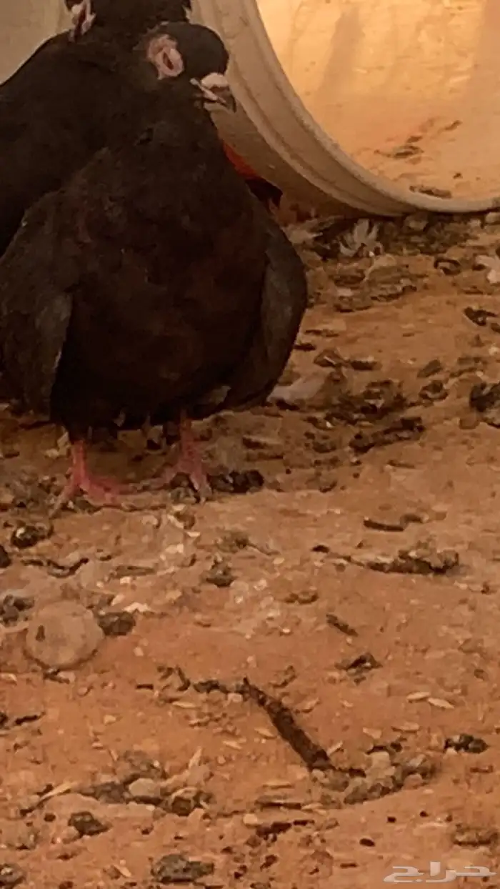 سلام عليكم ورحمة الله وبركاته البيع الحمام عل سوم 1