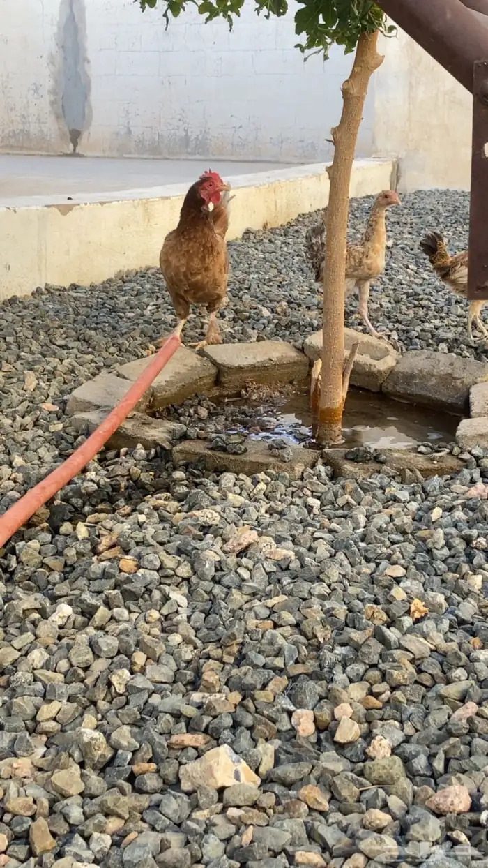دجاجة 8
