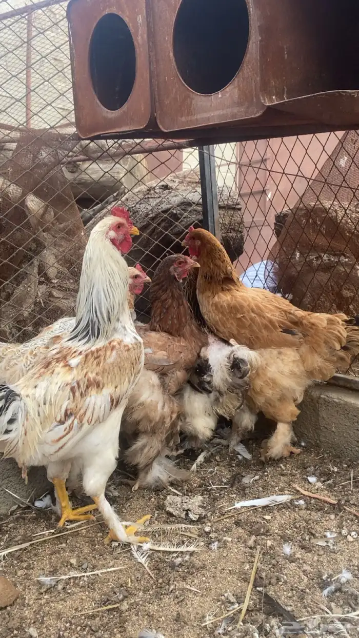 دجاج براهمة كفوا 3