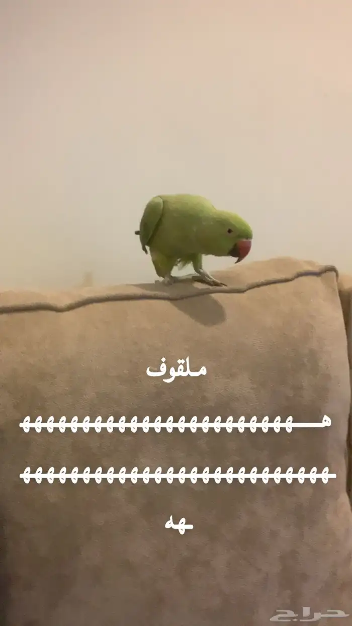 بغبغاء 1