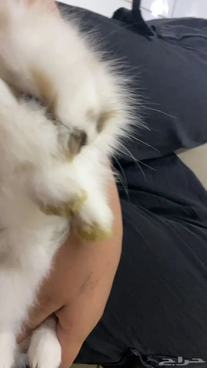 ارنب مهجن انثى نذر لاند و اب هولند لوب 1