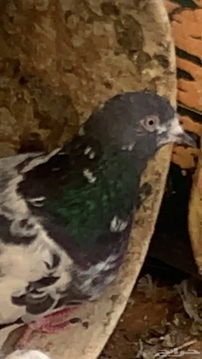 سلام عليكم ورحمة الله وبركاته البيع الحمام عل سوم 3
