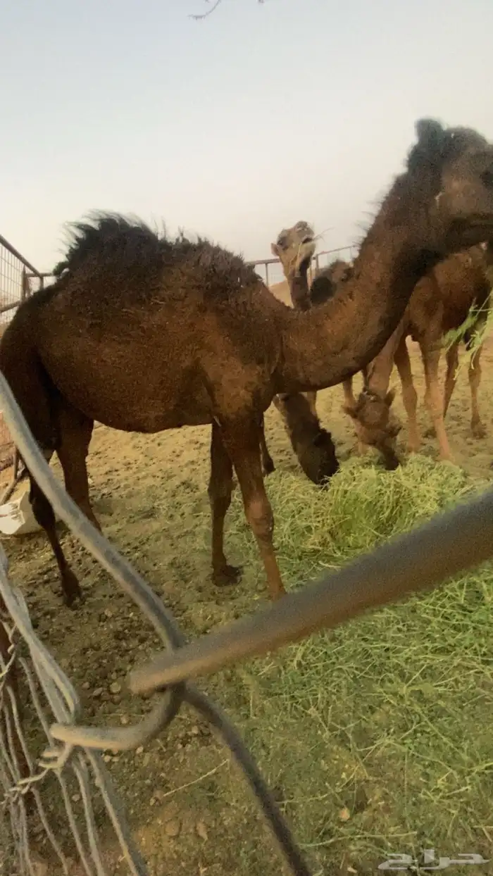 حشو بكار 2 0