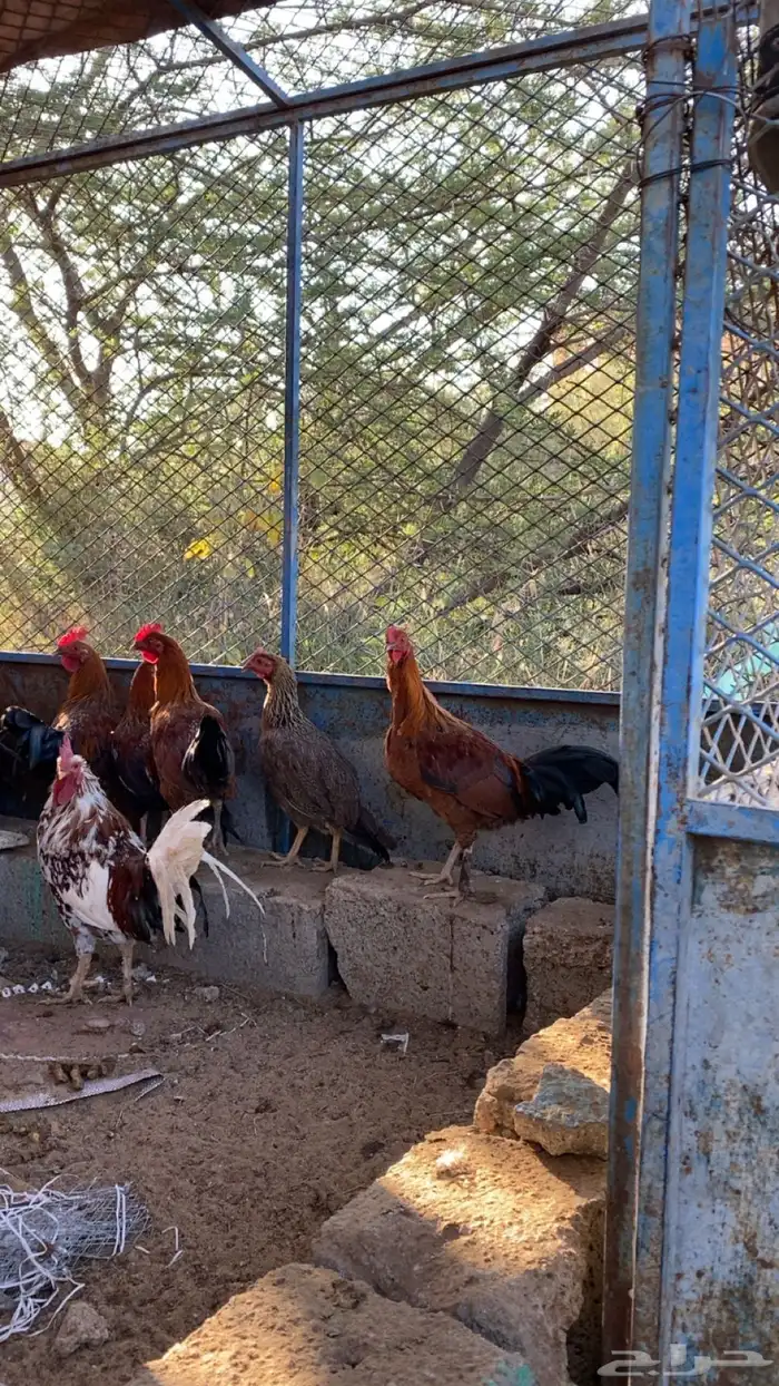 للبيع ديكه 1