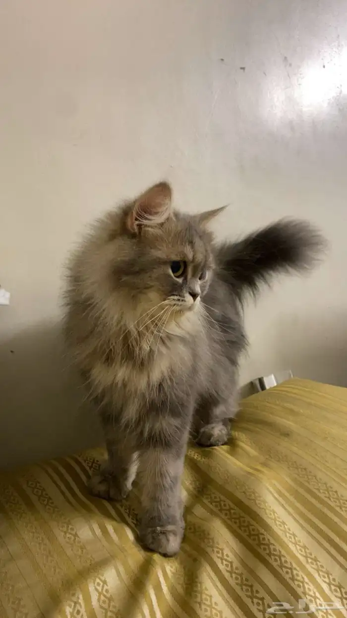 بسة همالايا انثى مرضعة 0