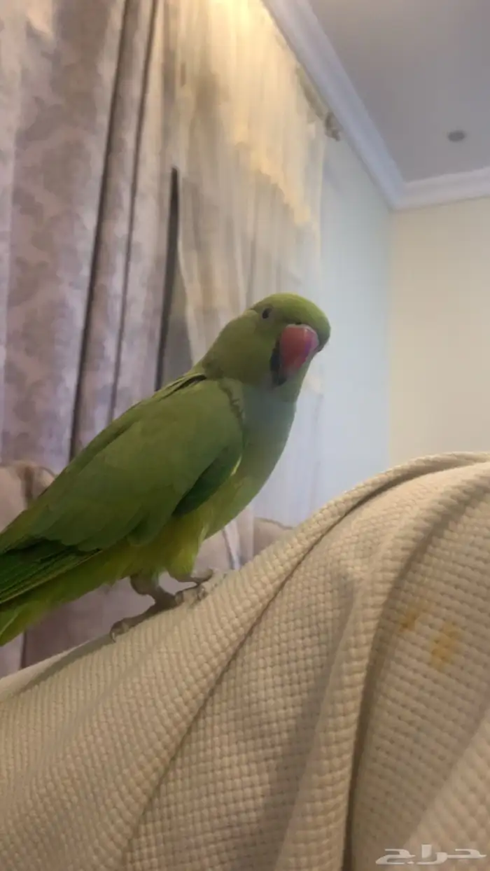 بغبغاء 2