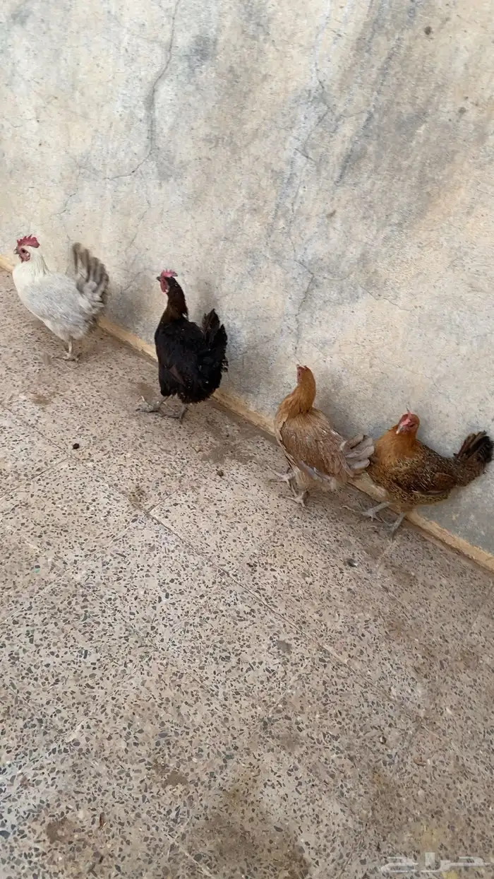 دجاج للبيع بلدي 1