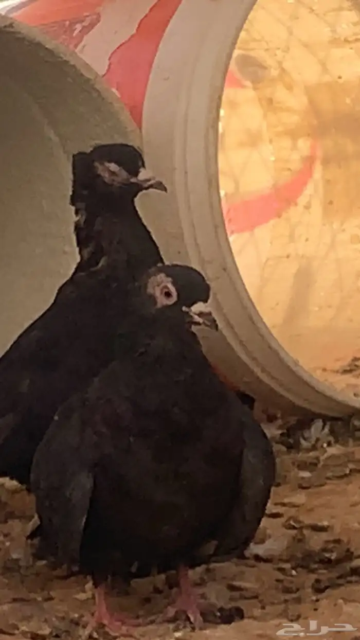 سلام عليكم ورحمة الله وبركاته البيع الحمام عل سوم 2