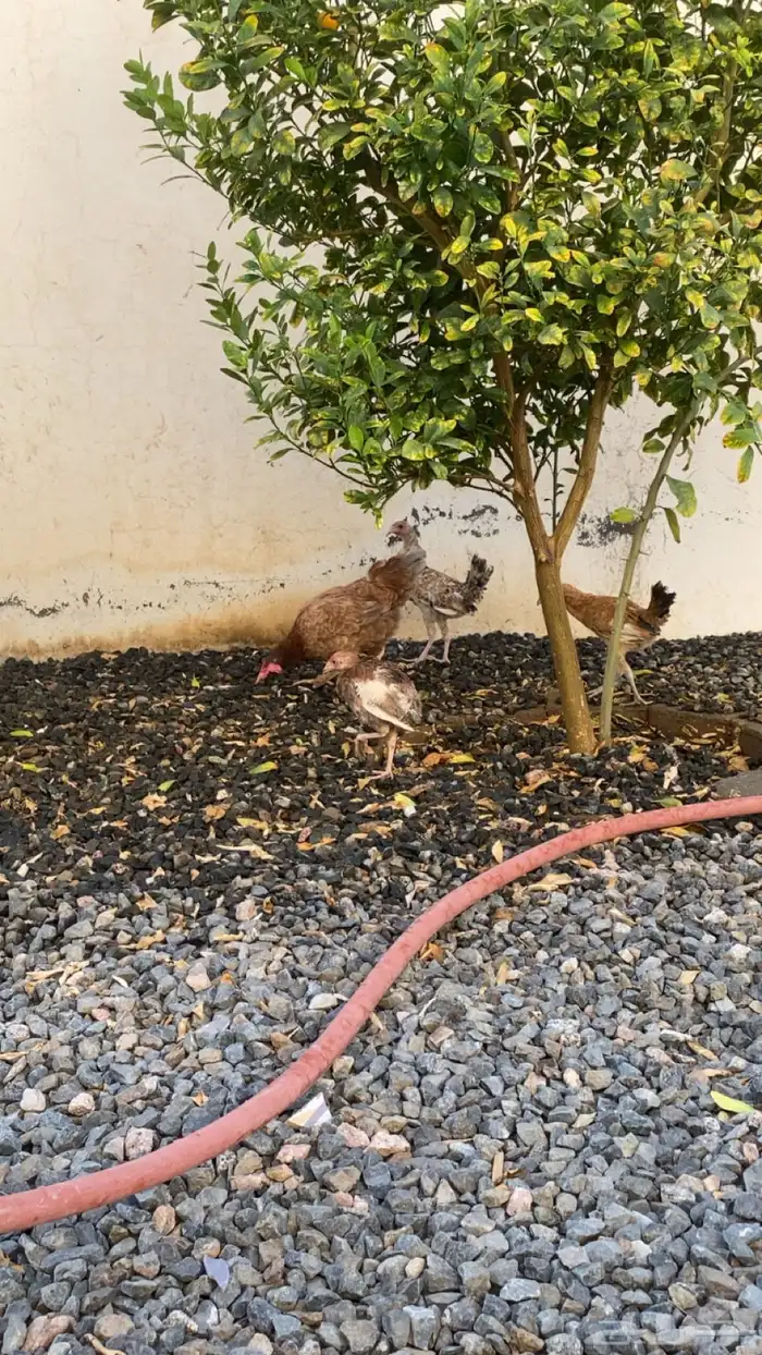 دجاجة 0
