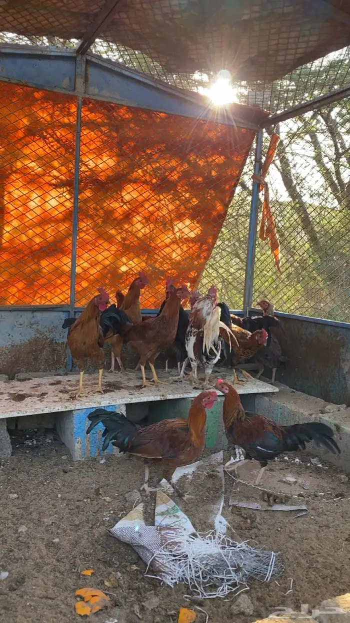 للبيع ديكه 2