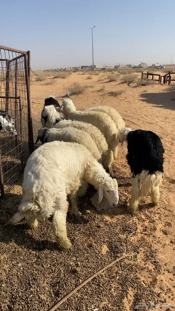 خرفان. العدد 7. نجد 3. وهجين نجدي بنعيمي 4 0