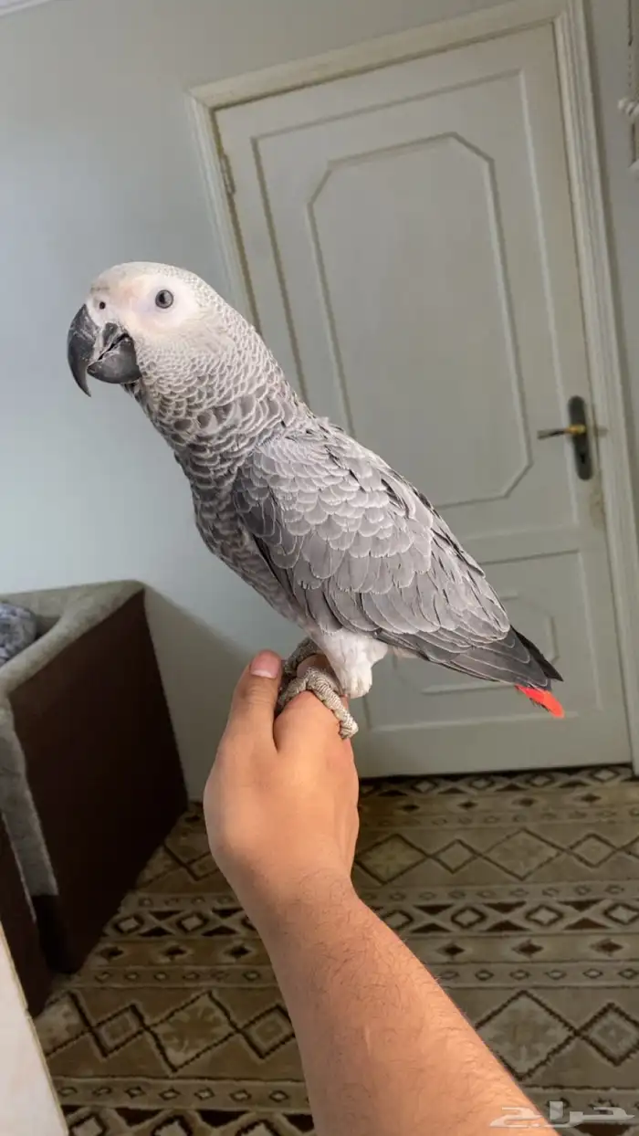 فرخ كاسكو انتاج محلي 2