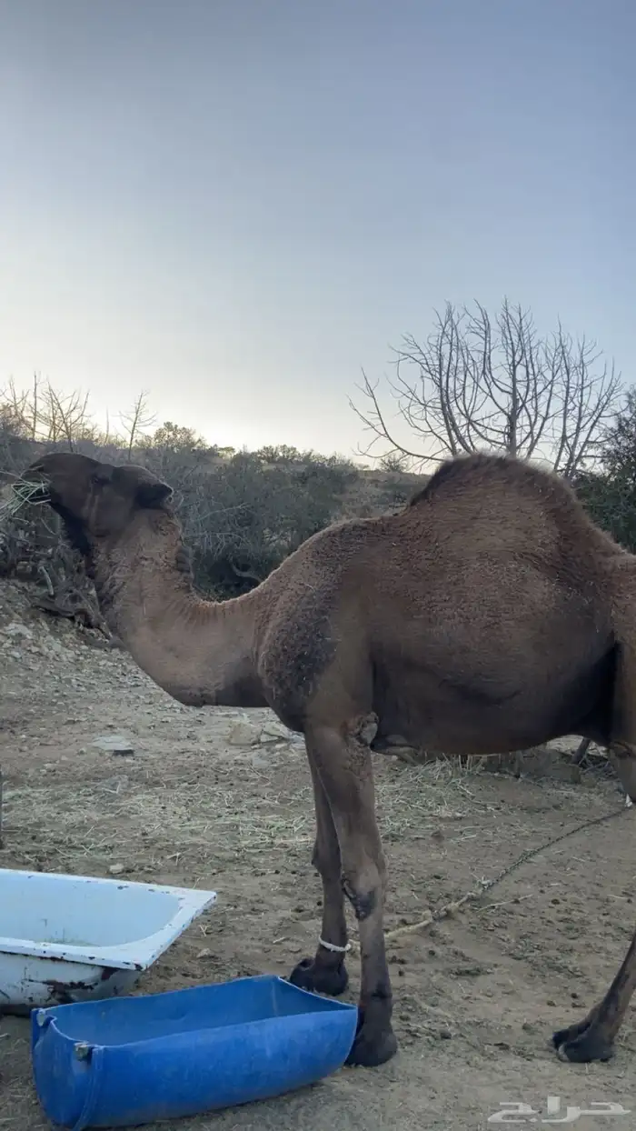 بعير اصفر للبيع 4