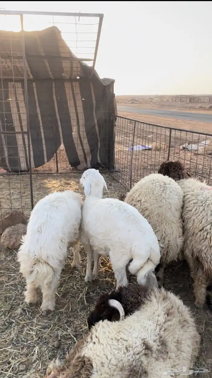 للبيع خرفان حريه العدد2 1