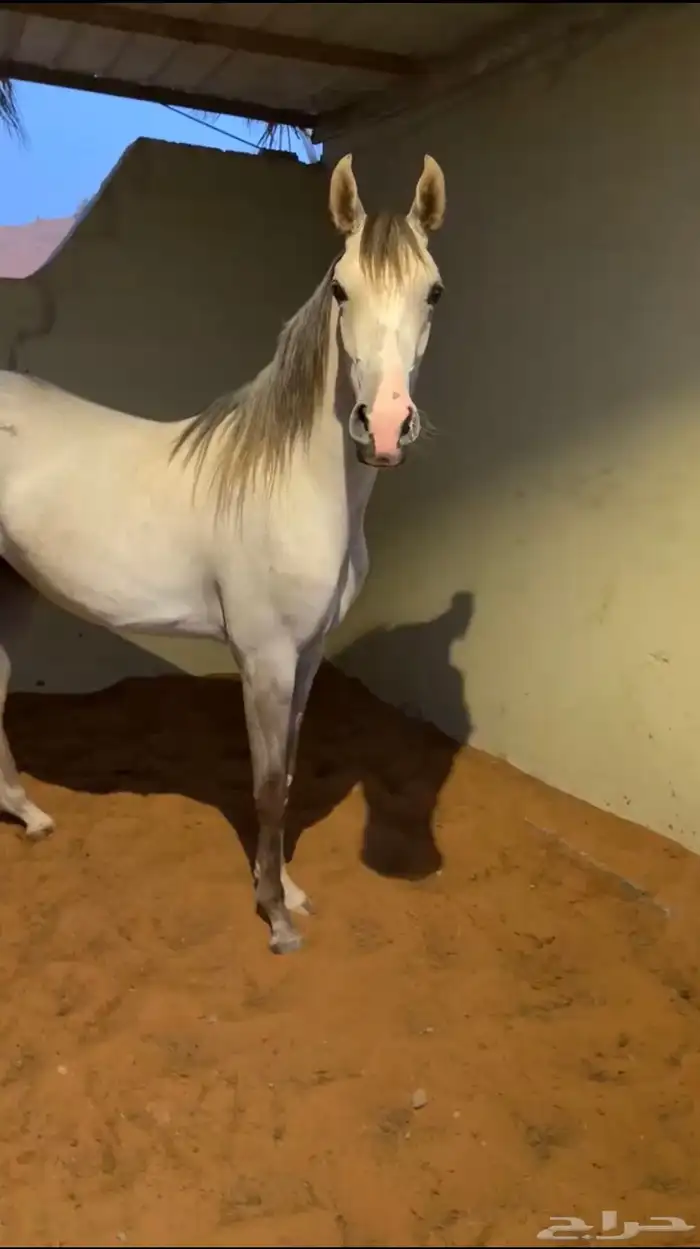 مهره شعبيه 2