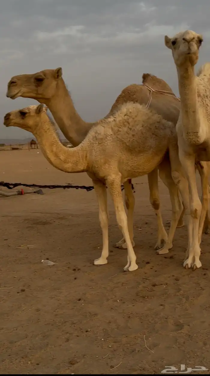 للبيع ناقه معه بكره كبيره وبكره صغيره 2