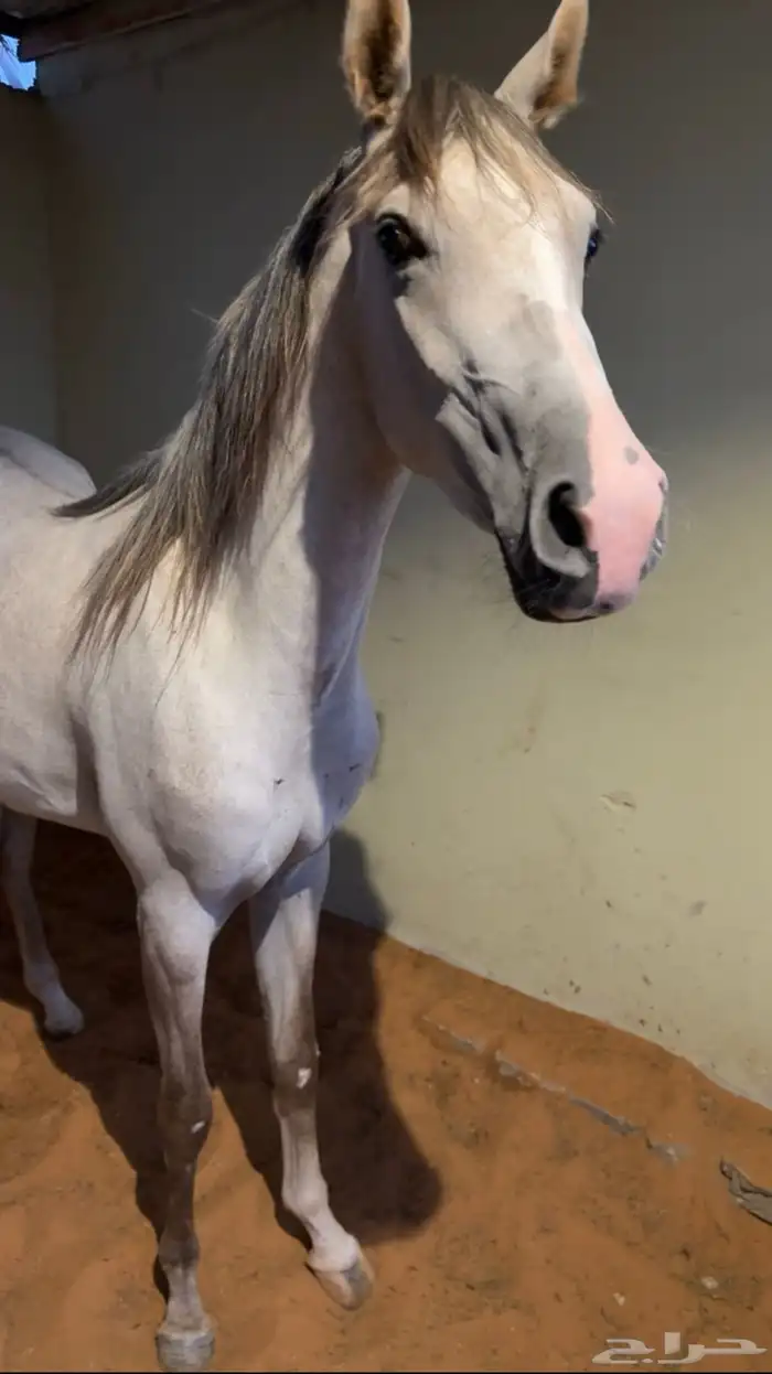 مهره شعبيه 1