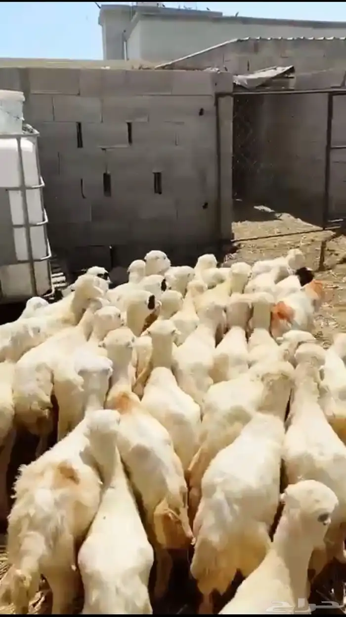 رخال رفيذيه 5