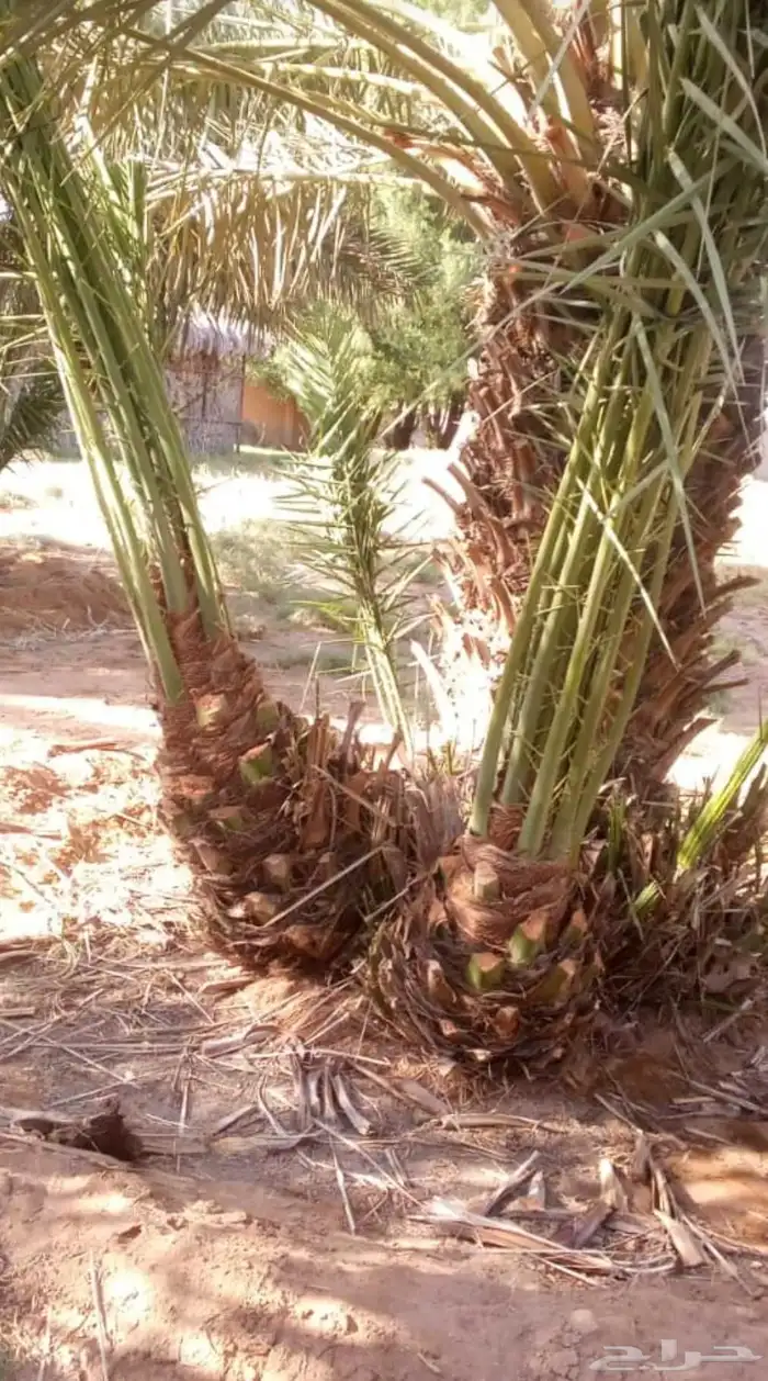 يوجد200فرخ صقعي مطوق من انوع اطيب 3