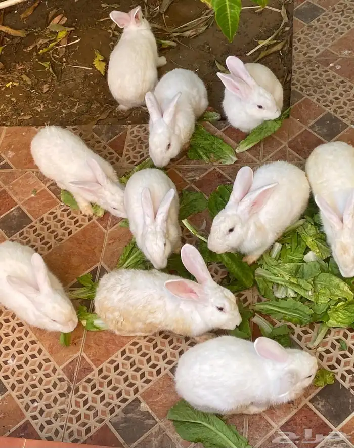 ارانب للبيع العدد 10 3