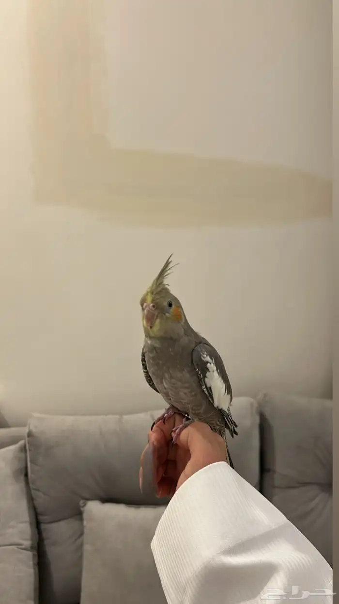 كراون ضايع بحي الوادي صاير له طائر شهرين كذا 1