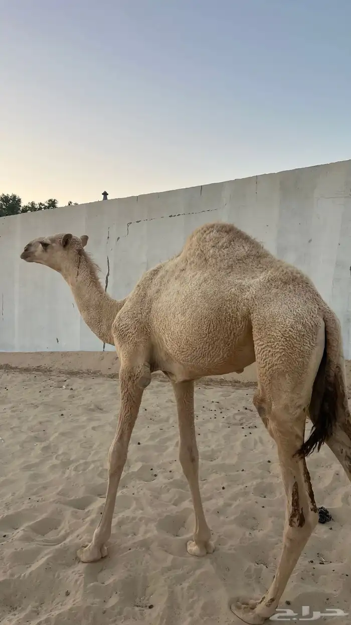 قعود للبيع 5