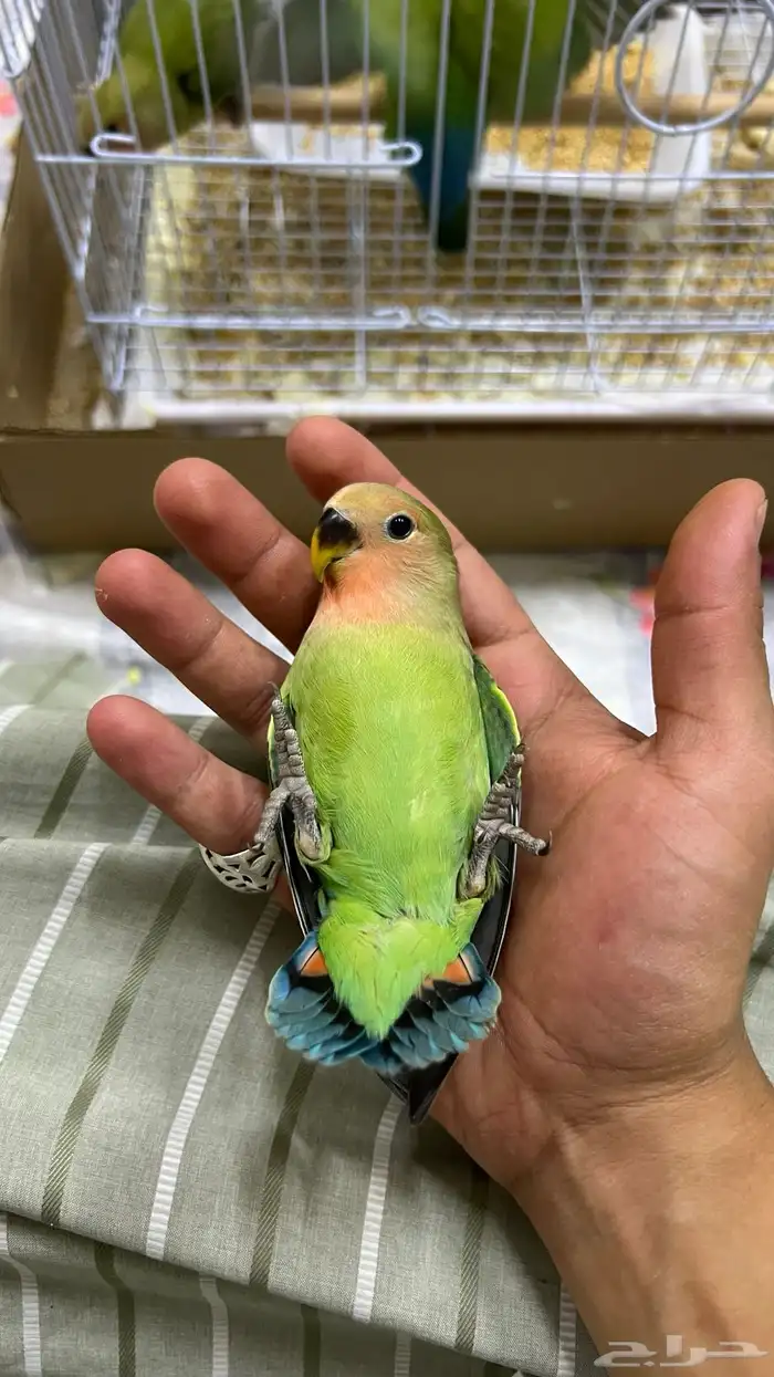 طيور روز اليفه 0