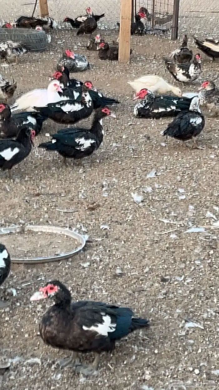 للبيع بط بح بياض 1