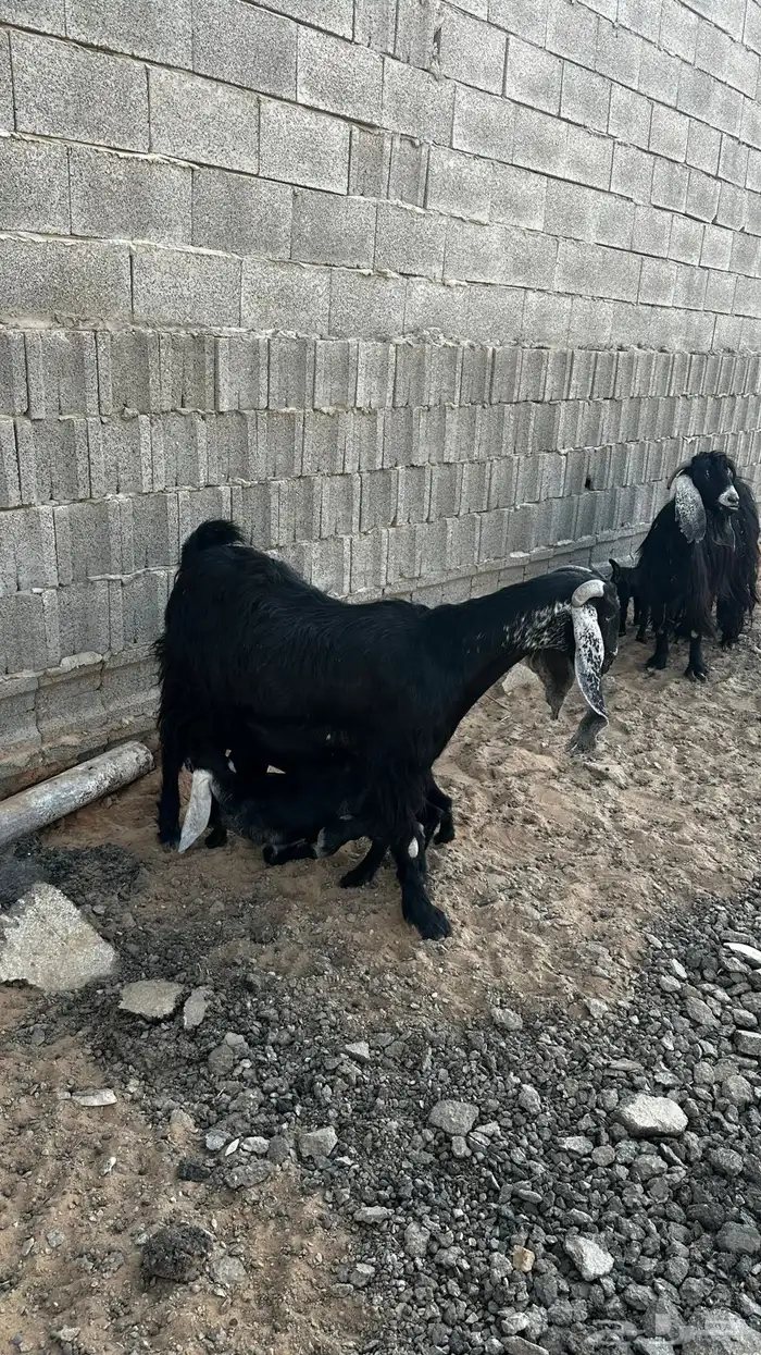 معزاء مواليد تم البيع 1