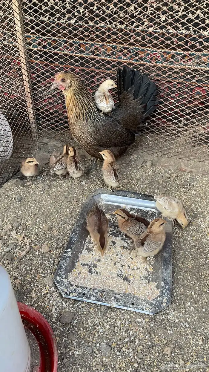 دجاجه عربيه بفروخها 5