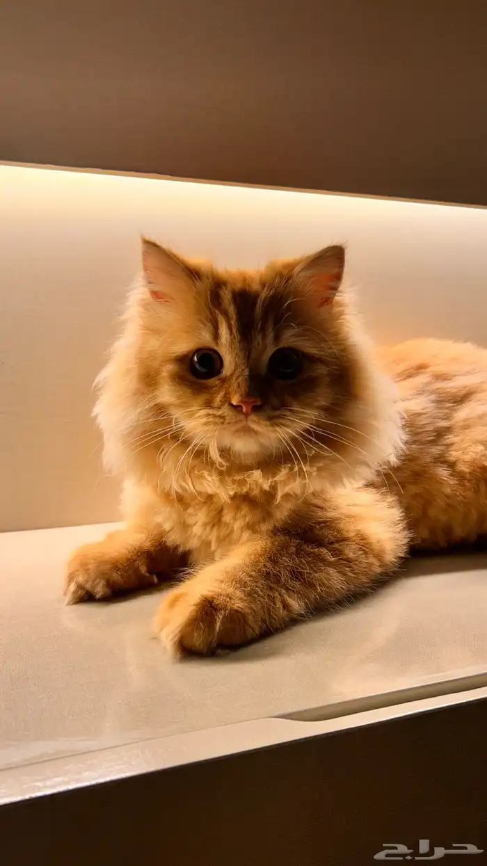قطط 1