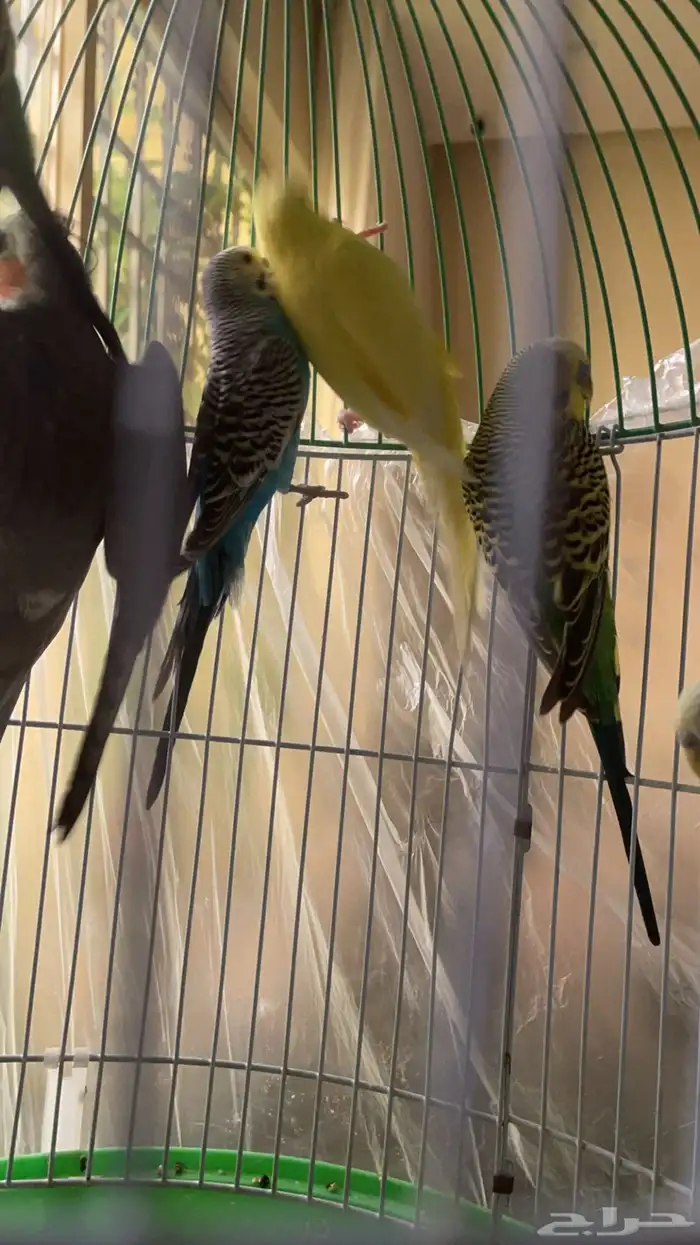 بادجي و كروان 0