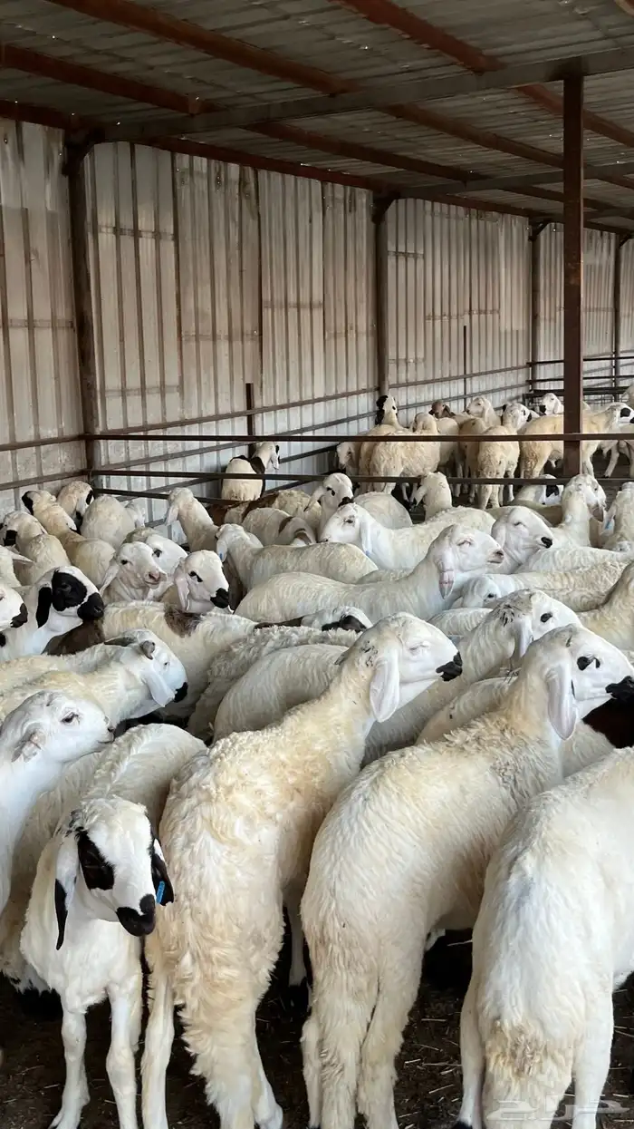 طليان سواكن دمازين مرابى وسط 6