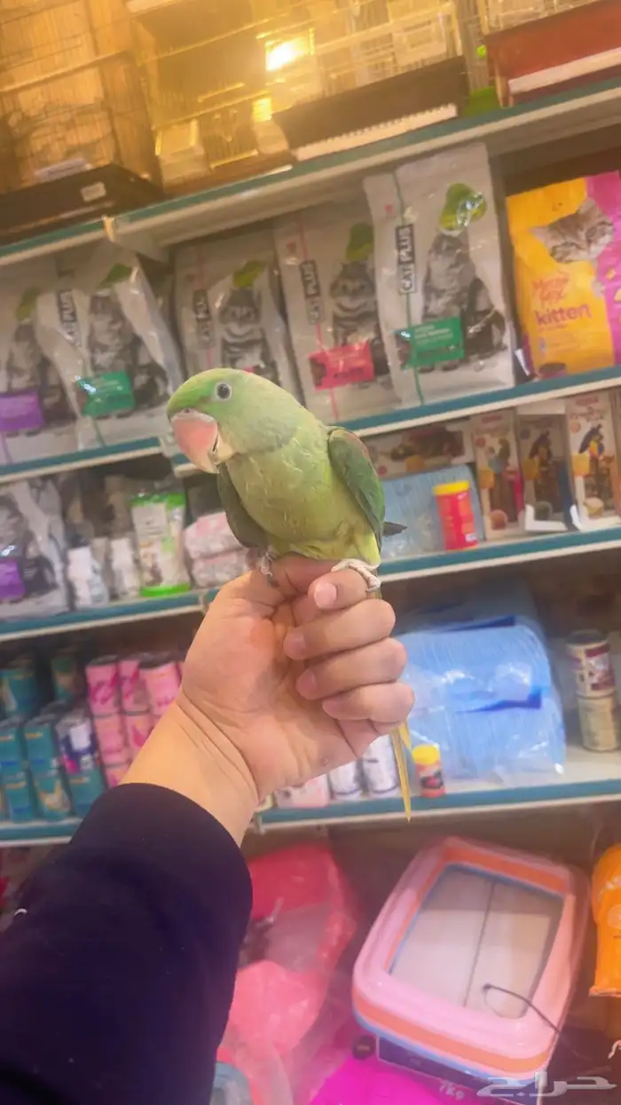 ذكر دره نيبالي 1