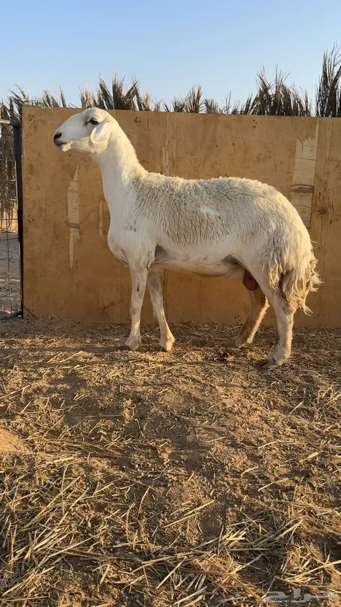 شياه حريات حرش تم البيع 0