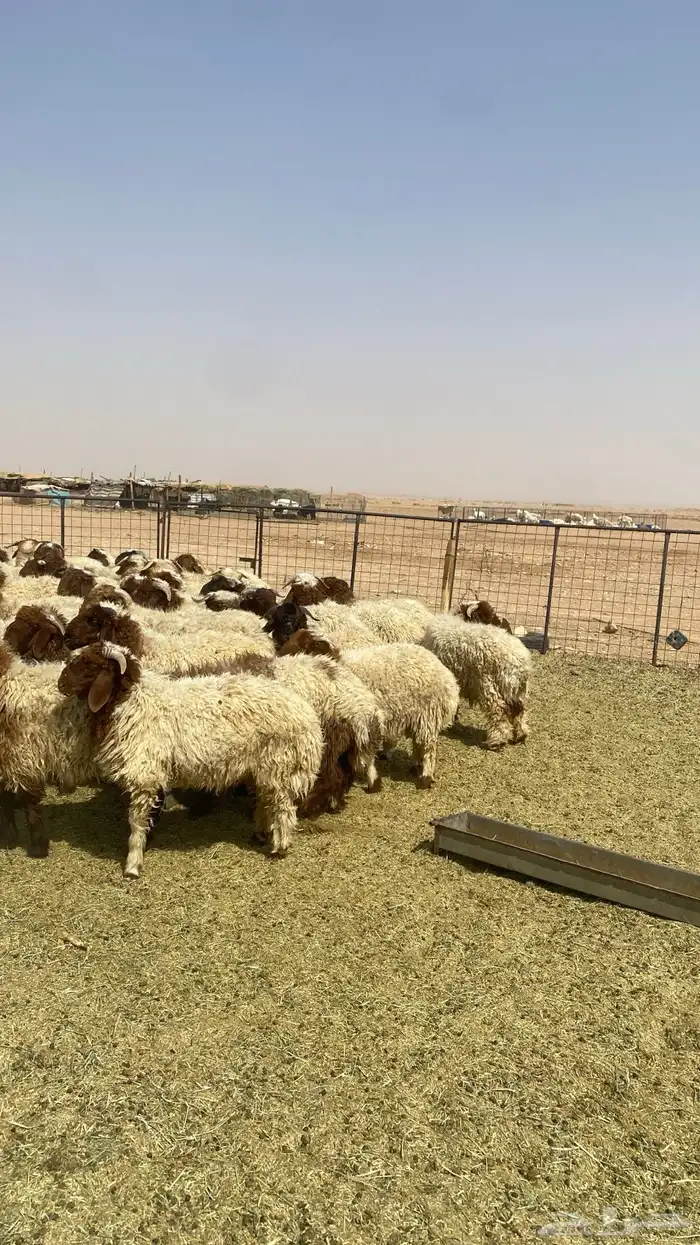 خرفان نعيم العدد 10 1